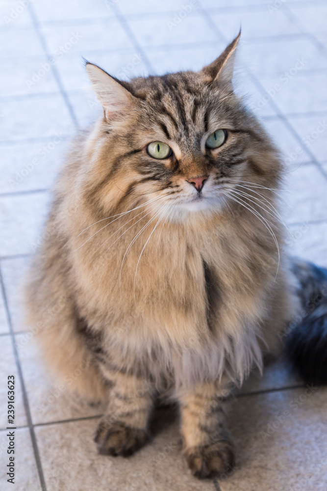Tabby long haired cat of livestock, siberian hypoallergenic breed