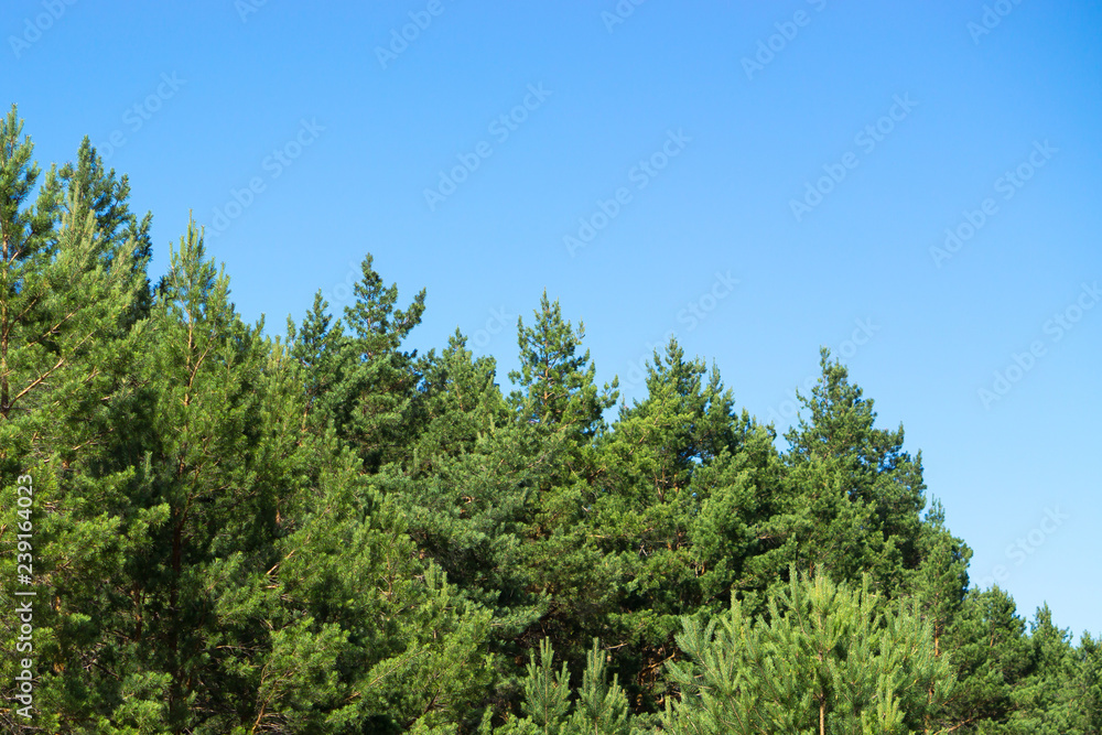 pine trees blue sky copy space