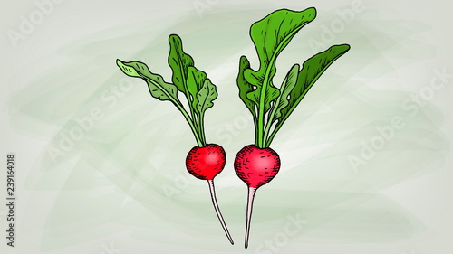 Vector Illustration of Radish Sketch Style