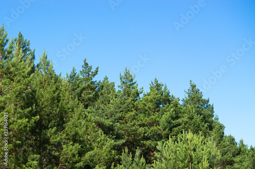 pine trees blue sky copy space