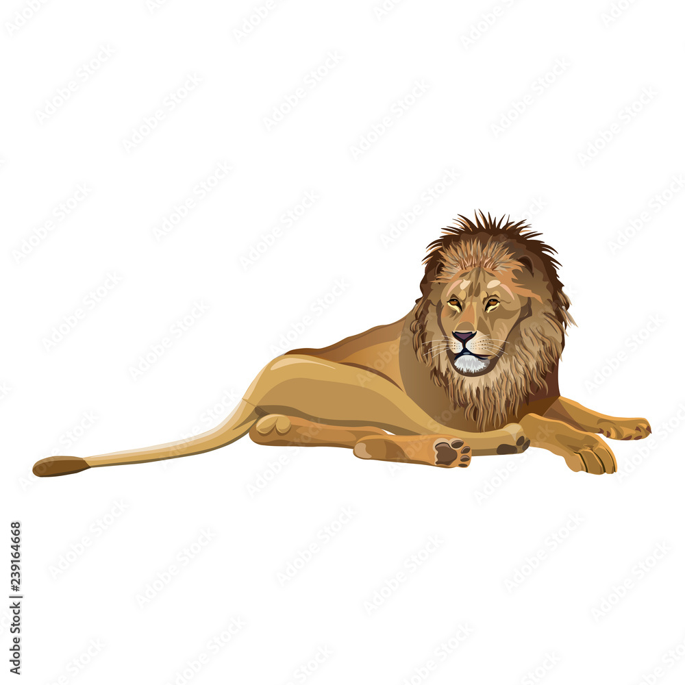 Obraz premium African lion lying