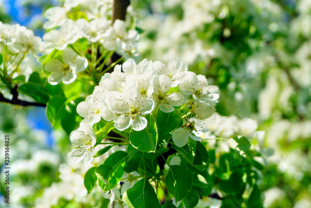 Spring flower on tree background. Apple blossom petals with beauty bokeh. Spring flower on tree background. Apple blossom petals with beauty bokeh.