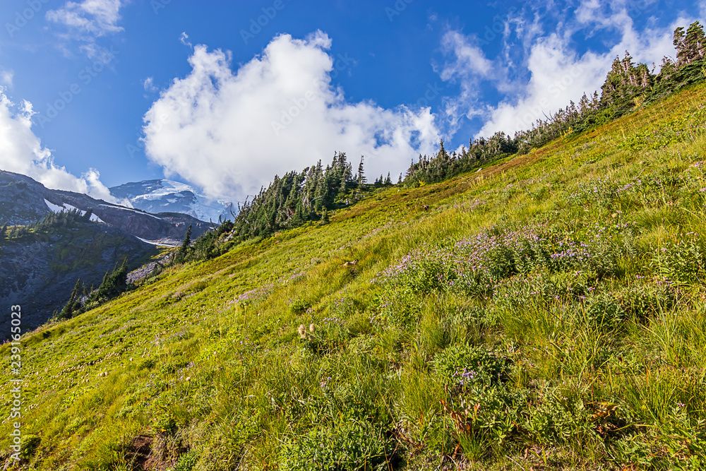 Fototapeta premium bright green hillside with wildflowers and clouds