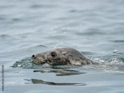 Common Seal or Harbour Seal in the Sea.