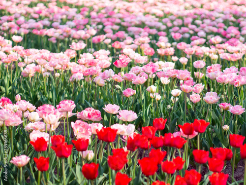 Wallpaper Mural チューリップ畑 Torontodigital.ca