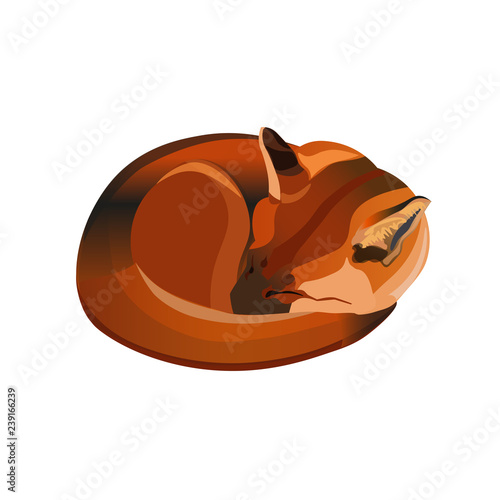 Red fox curled up