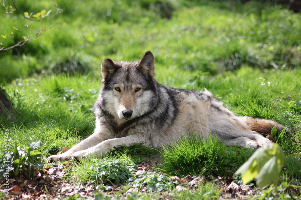 Fototapeta premium Wolf