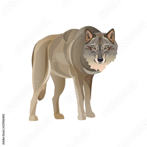 Gray wolf standing