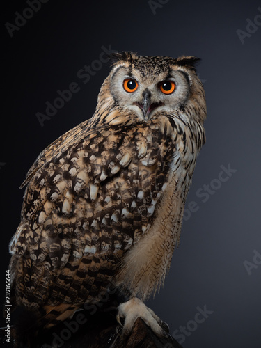 IRock eagle-owl - PC097710