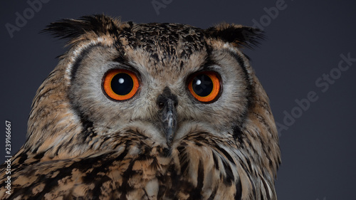 Bengal eagle-owl - PC097720