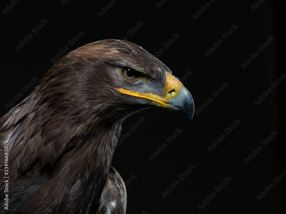 Obraz premium Steppe Eagle - PC097984