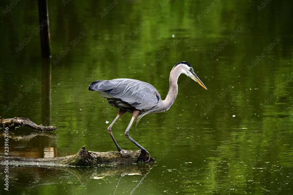 Fototapeta premium Great Blue Heron