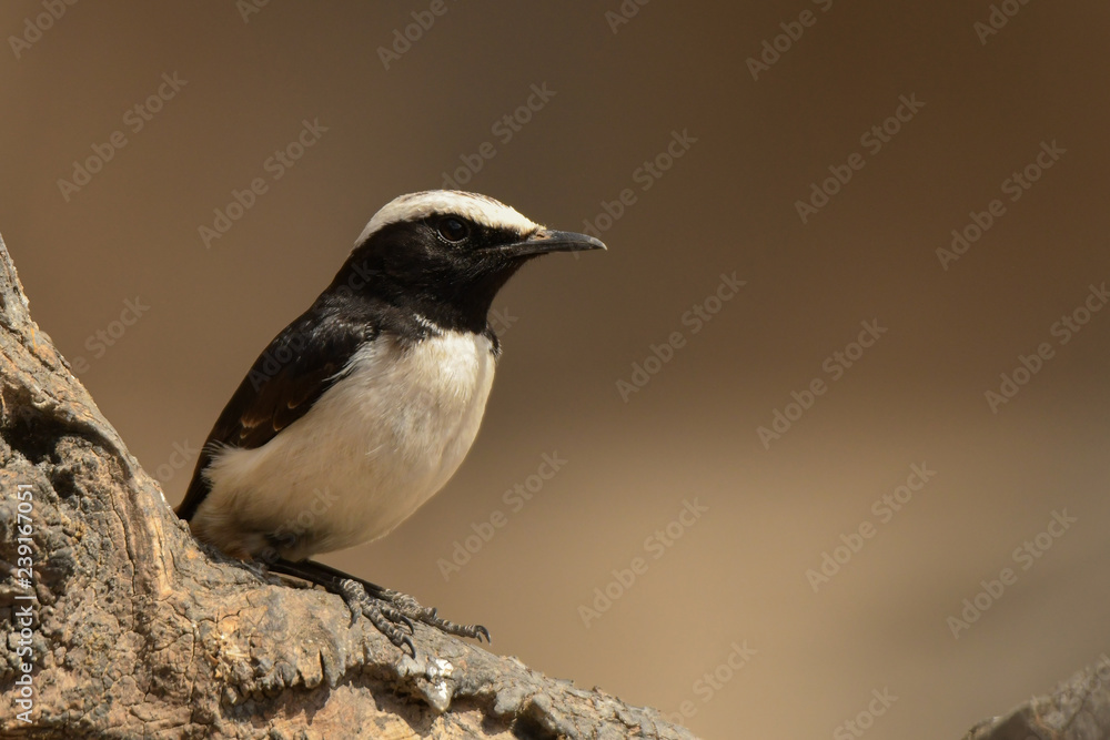 Obraz premium Arabian Wheatear / Oenanthe lugentoides