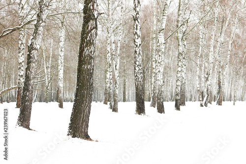 Black and white birch trees with birch bark in birch forest among other birches in winter on snow © yarbeer