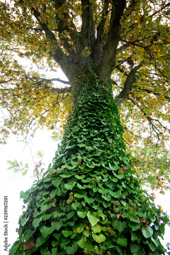 Fototapeta premium the trunk