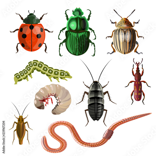 Set of different insects