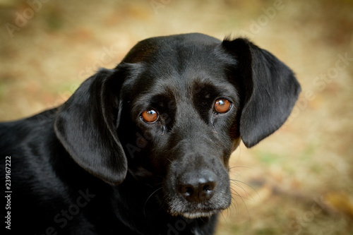 Wallpaper Mural Sad black dog Torontodigital.ca