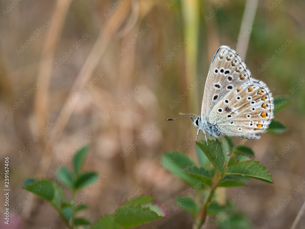 The Adonis blue (Polyommatus bellargus) butterfly in the family Lycaenidae The Adonis blue (Polyommatus bellargus) butterfly in the family Lycaenidae