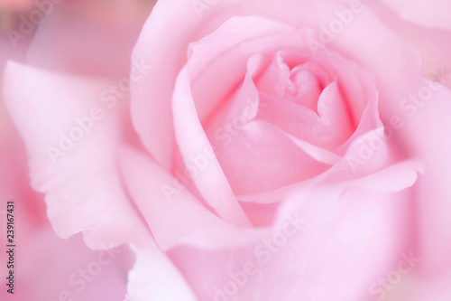 romantic sweet pink rose for beauty concept 
