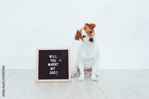 cute small dog with a weeding ring on his head and a vintage letter board with message: will you marry my dad? Wedding concept.Pets indoors