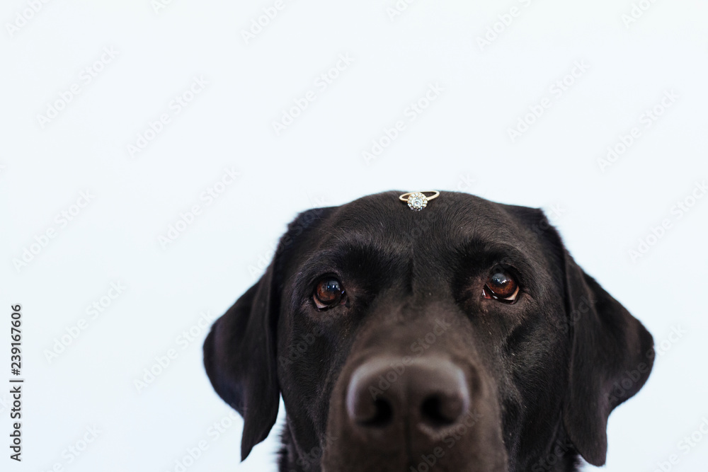 black labrador dog with a weeding ring on his head. Wedding concept.Pets indoors black labrador dog with a weeding ring on his head. Wedding concept.Pets indoors