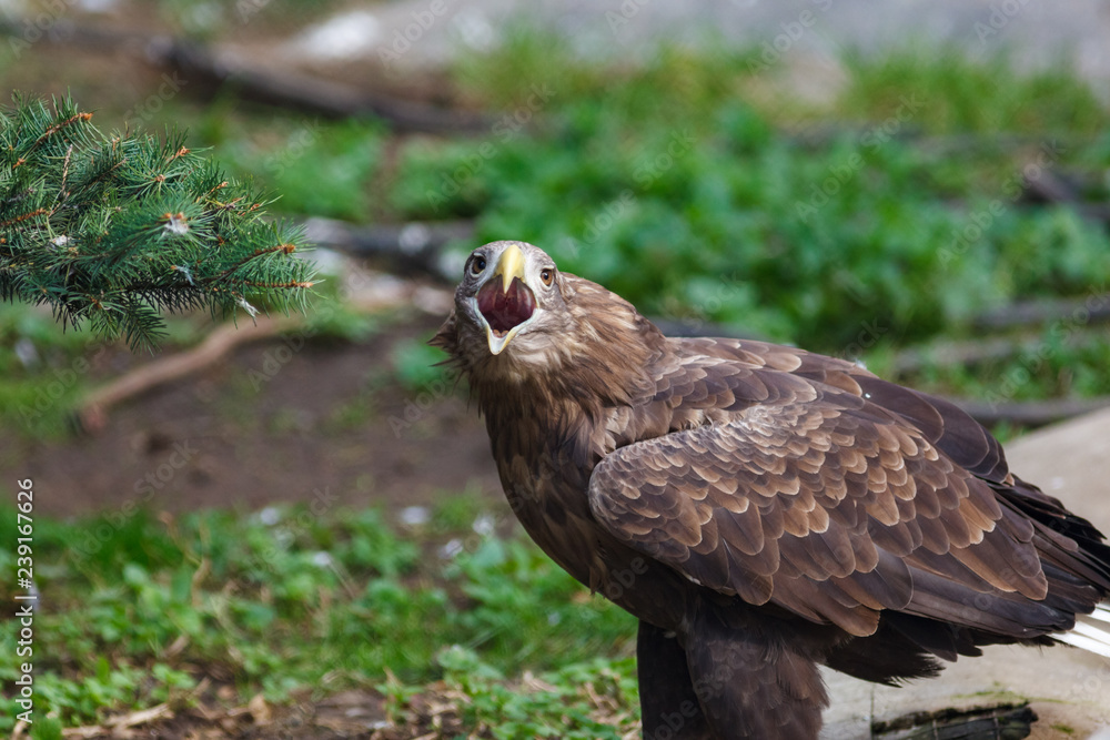 White-tailed Sea-eagle (Haliaeetus albicilla). White-tailed Sea-eagle (Haliaeetus albicilla).