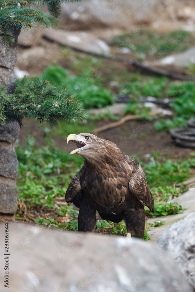 Obraz premium White-tailed Sea-eagle (Haliaeetus albicilla).