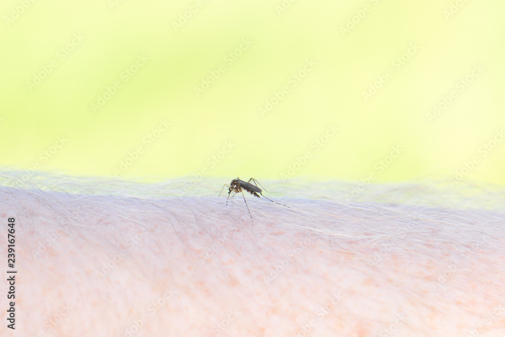 mosquito bites man close up