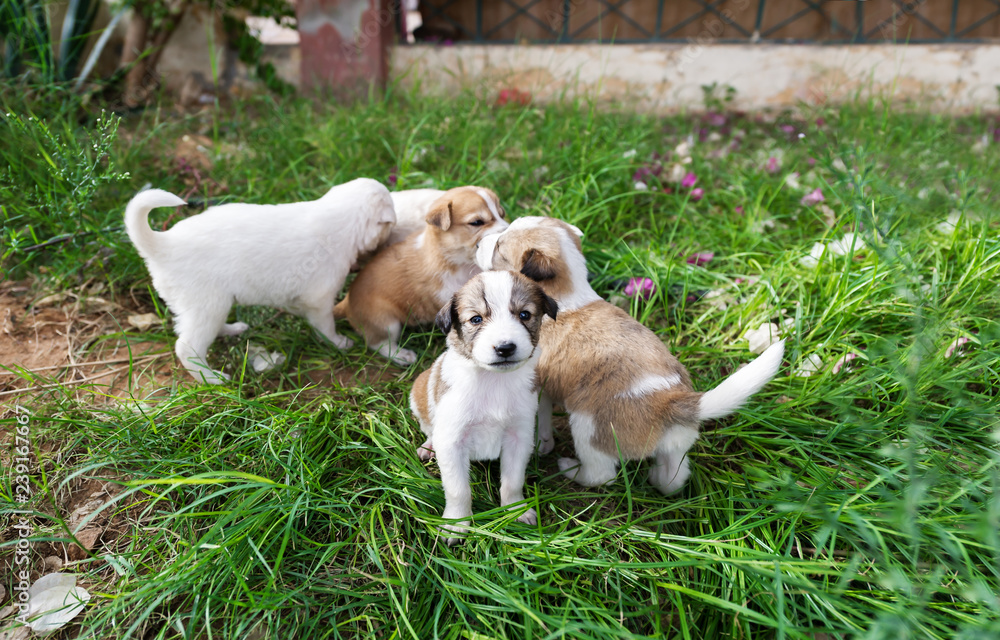 Homeless puppies in a grass. Closeup photo Homeless puppies in a grass. Closeup photo