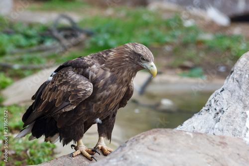 White-tailed Sea-eagle (Haliaeetus albicilla).