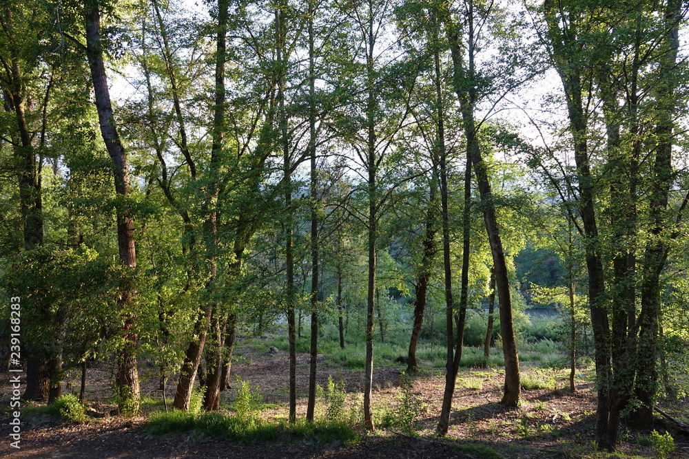 trees in the forest