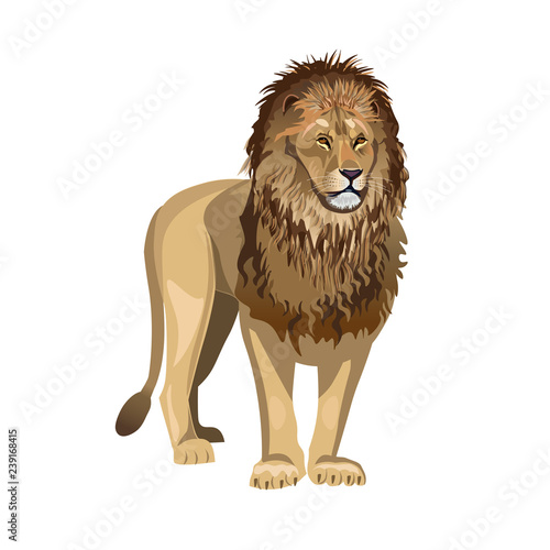 African lion vector