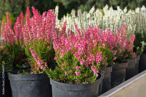 Seedlings of pink and white heather bushes in pots in garden store. Nursery of various green plants for gardening. Heather bushes in garden shop.