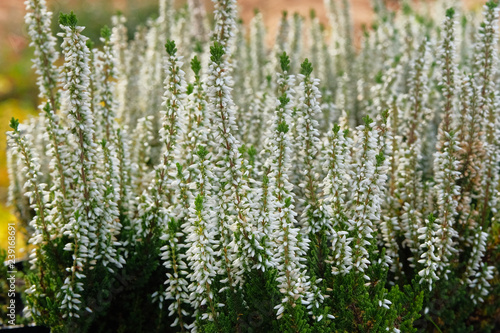 White heather bushes in pots in garden store. Bright flowers for landscape design. Heather bushes close up.