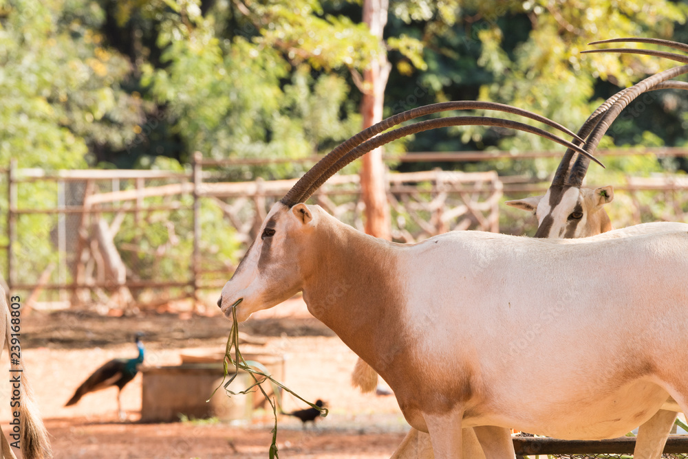 Scimitar-Horned Oryx (Oryx dammah) eating grass And going for a walking. Scimitar-Horned Oryx (Oryx dammah) eating grass And going for a walking.