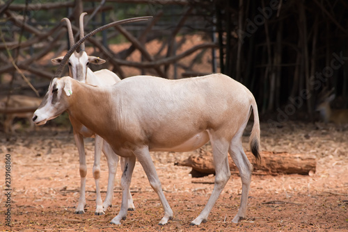 Scimitar-Horned Oryx (Oryx dammah) eating grass And going for a walking. © KE.Take a photo