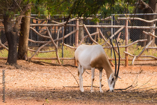 Scimitar-Horned Oryx (Oryx dammah) eating grass And going for a walking. photo