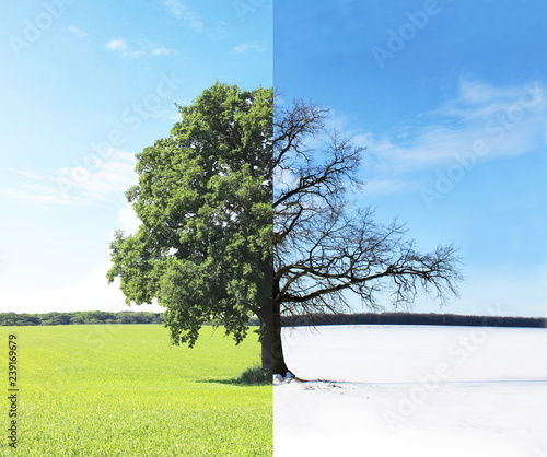 Abstract collage with mixed different sides of tree with changing seasons from summer with green grass and to winter with cold white snow
