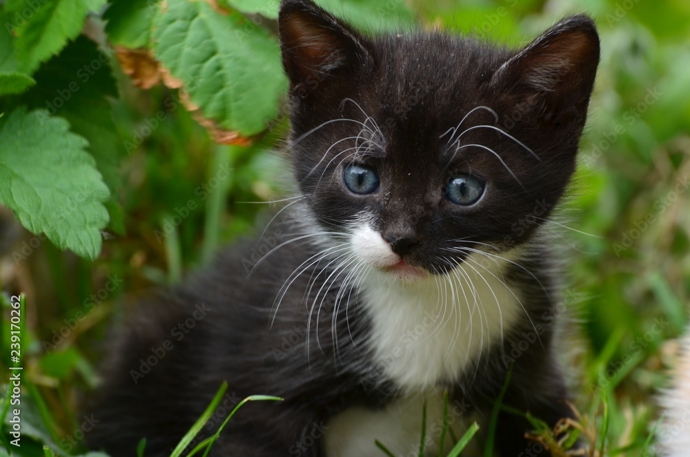 Kleine Katzen im freien