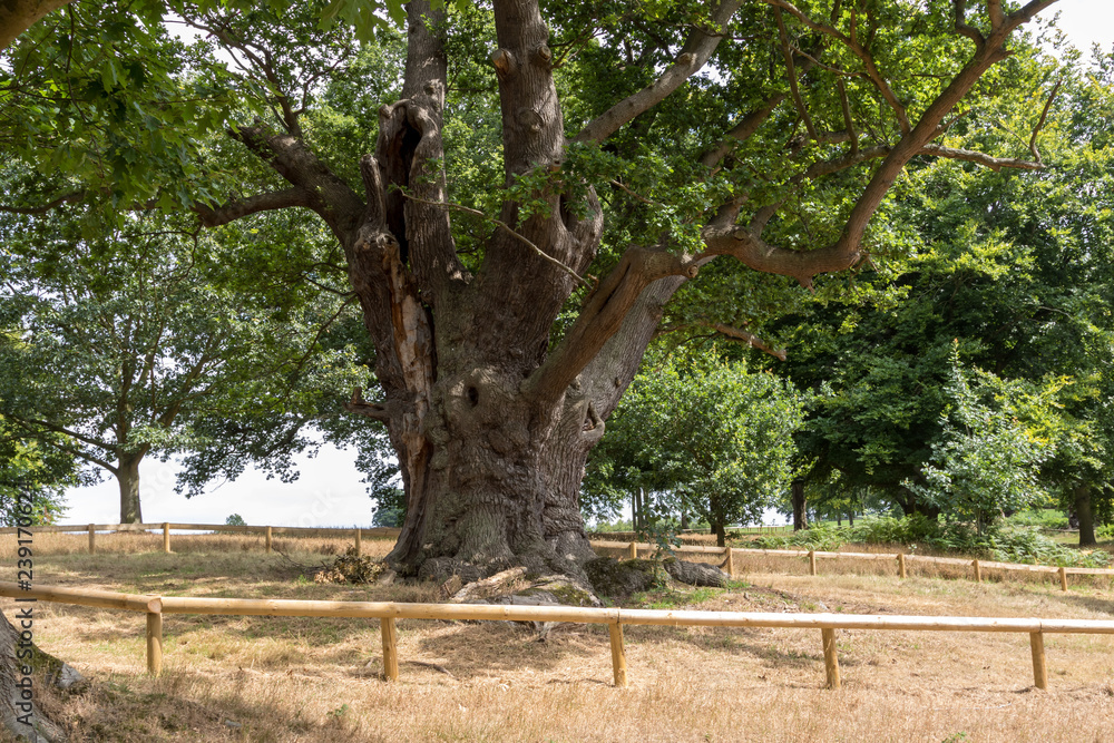 The oak tree where Princess Elizabeth was told the King is dead long live the Queen The oak tree where Princess Elizabeth was told the King is dead long live the Queen
