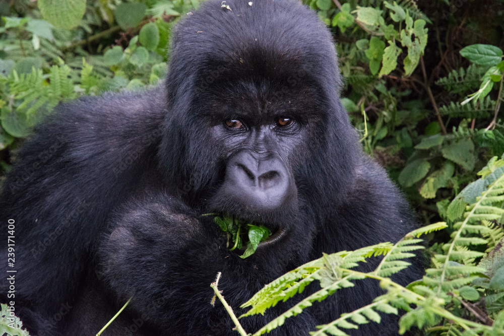 Obraz premium Close up of mountain gorilla in the wild eating leaf in forest clearing Rwanda 