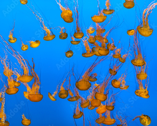 jelly fish in the ocean