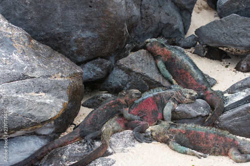 Colourful marine iguanas on lava rocks coast Espanola Island Galapagos Pacific Ocean Ecuador