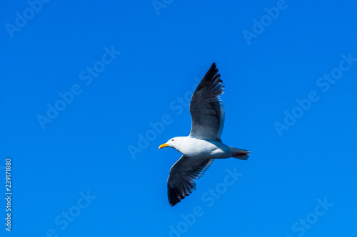 seagull flying in the blue sky