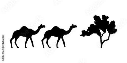 Vector black silhouettes two walking camels and tree isolated on white background.