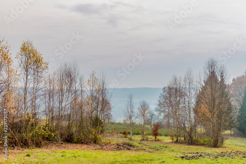 beautiful image of trees without leaves on a meadow with green grass with a little mist in the background on a wonderful cold winter day in of the Belgian Ardennes
