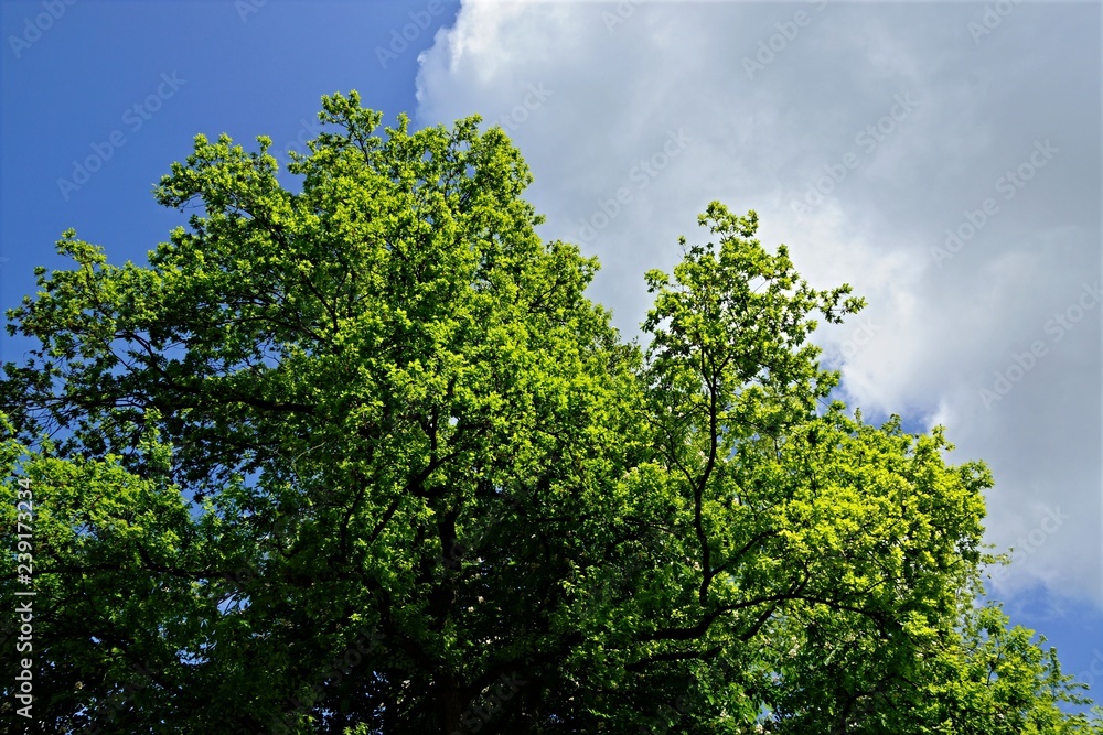 Fototapeta premium Baum vor Himmel