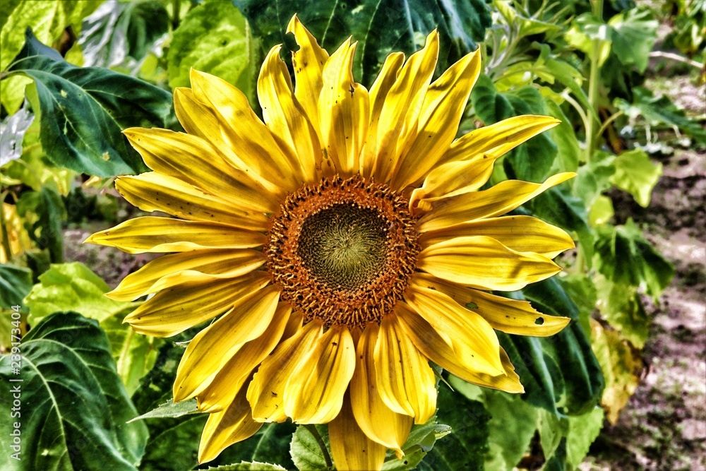 Obraz premium Sunflower