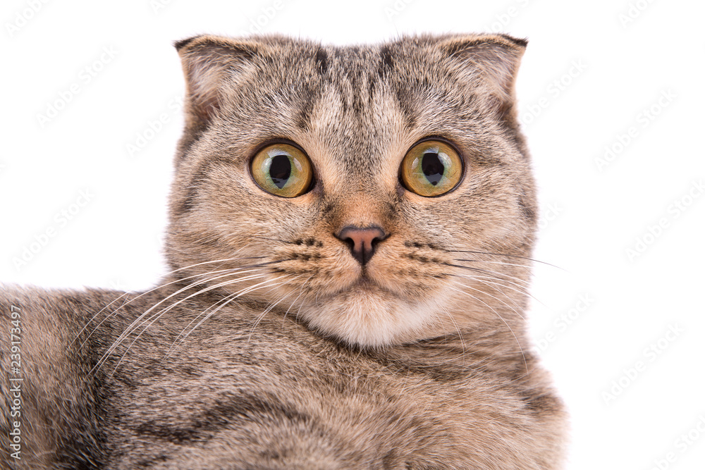 Cat with big eyes on a white background Cat with big eyes on a white background