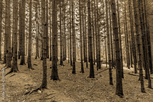Fototapeta Naklejka Na Ścianę i Meble -  Woodland landscape, pine trees with long slender trunks with sparse foliage on a hill, cold sunny winter day in the forests of the Belgian Ardennes. Sepia photography